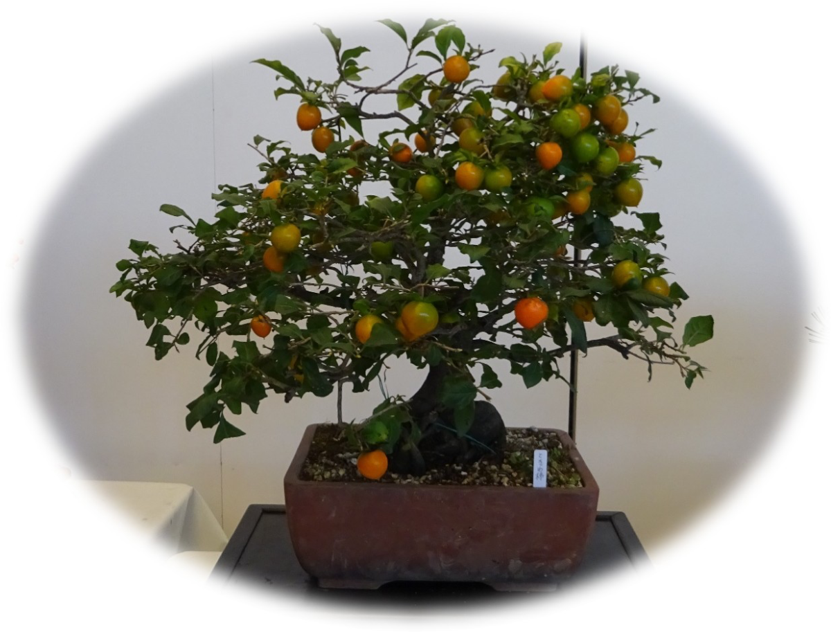 Autumn Bonsai Exhibition