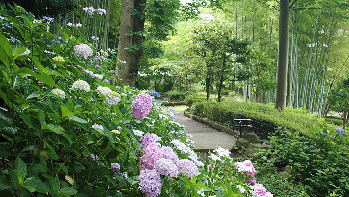 ざる菊の展示