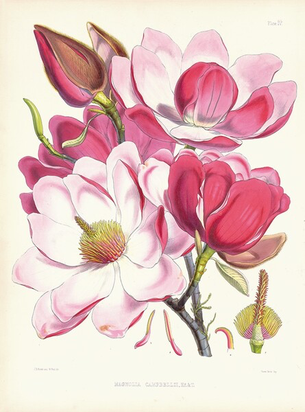 Living with Flowers: Botanical Art and Design