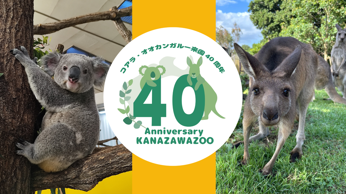 Yokohama Municipal Kanazawa Zoo: 40th Anniversary of Koalas and Red Kangaroos Event