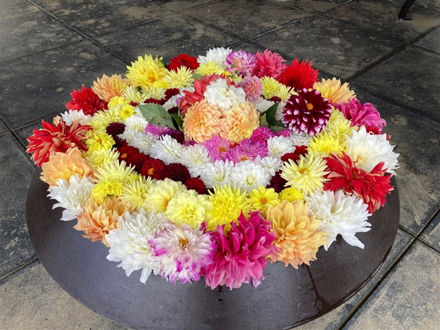 Shinrin Park: Best Time to See Dahlias