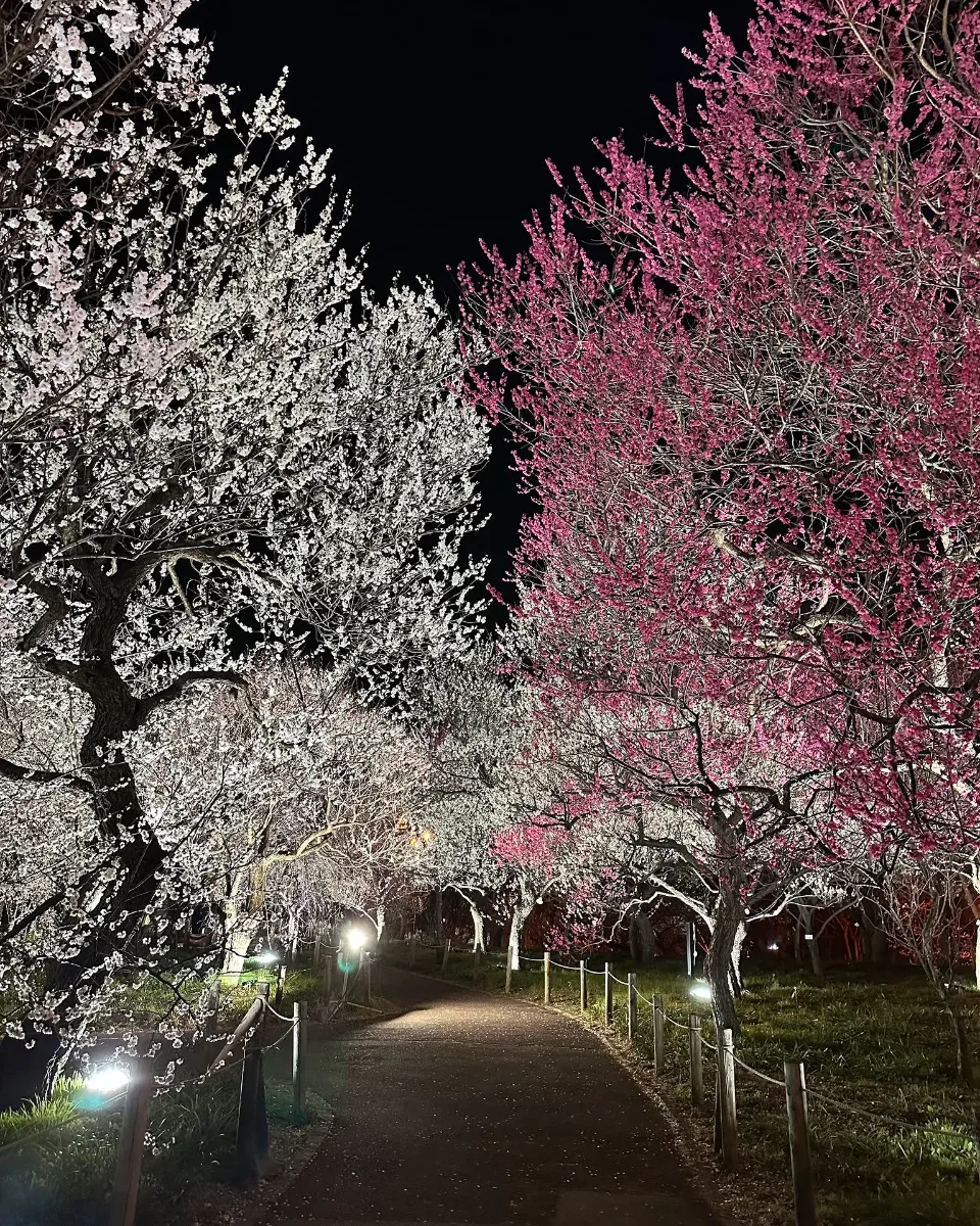 Kyodo no Mori Plum Festival