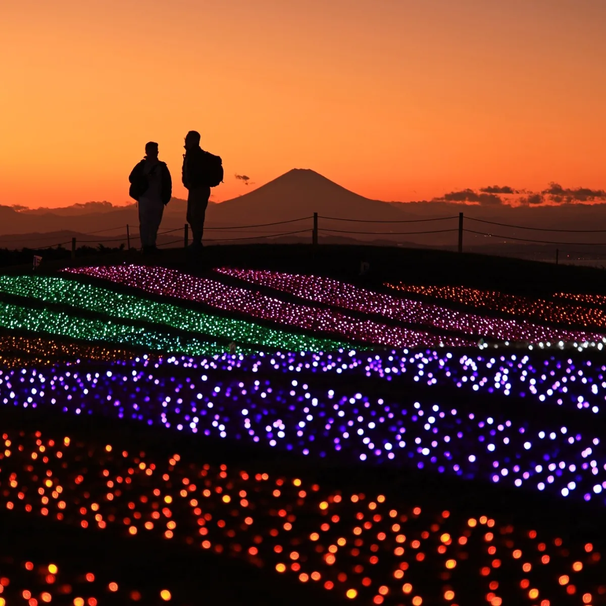 Mother Farm "Mother Illuminations"