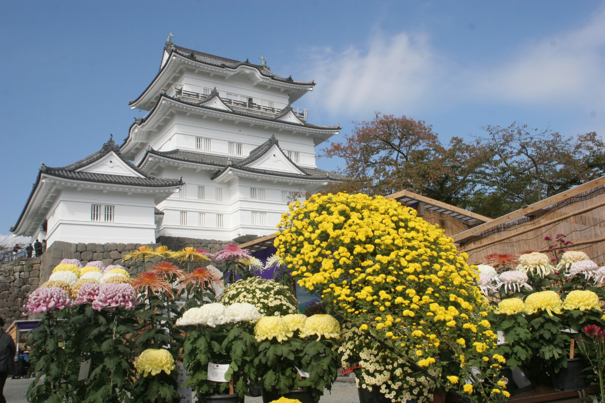 76th Odawara Castle Chrysanthemum Exhibition
