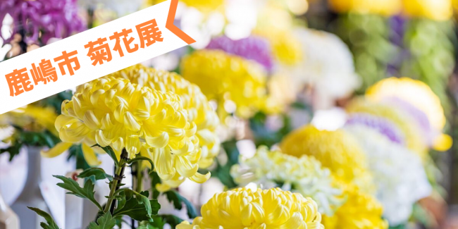 鹿嶋市菊花展