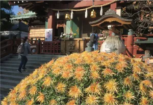 Kameido Tenjin Chrysanthemum Festival