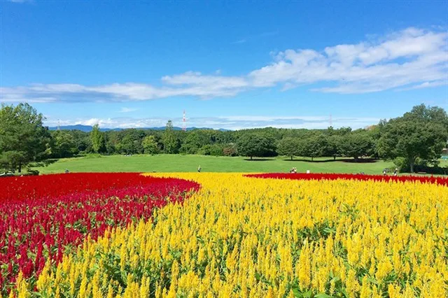 國營武藏丘陵森林公園 雞冠花花期