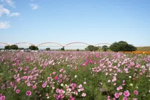 28th Cosmos Festival