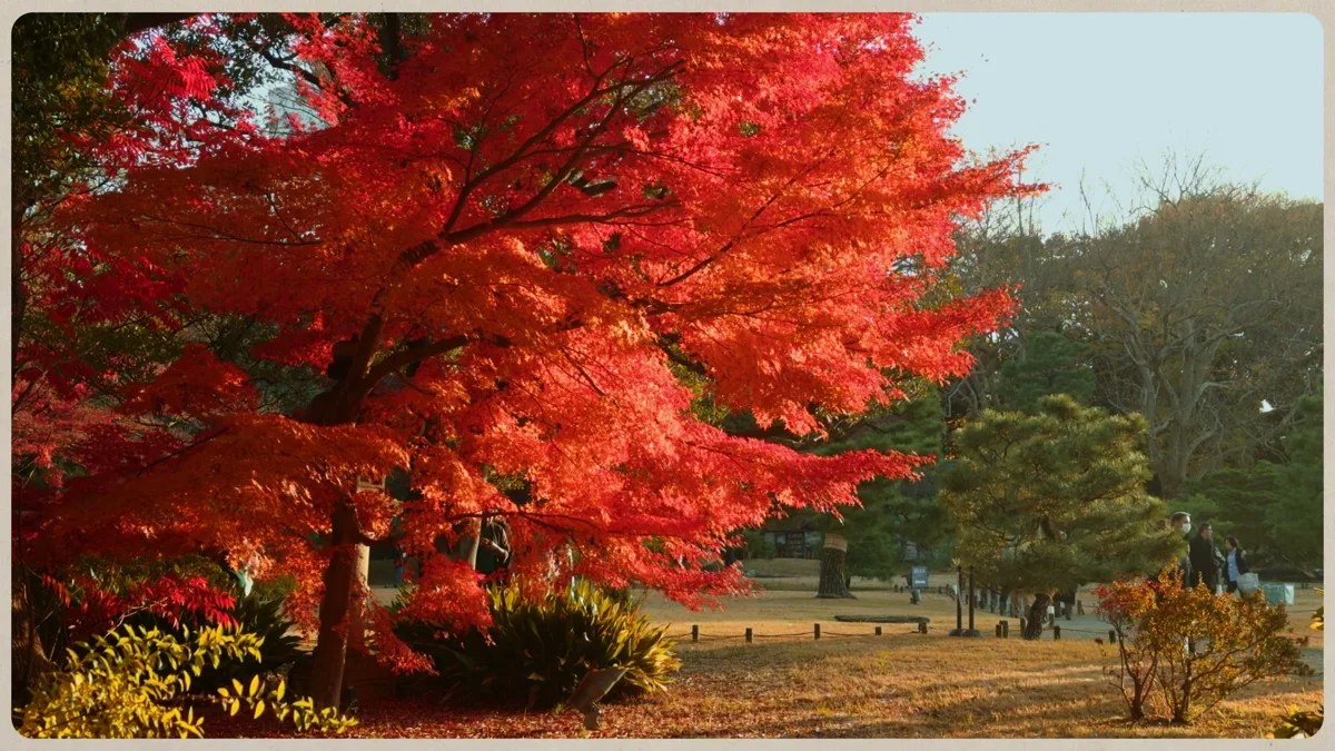 Autumn Rikugien ~Experience Japanese Culture in a Daimyo Garden~
