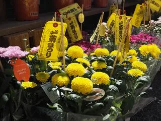 谷中菊まつり