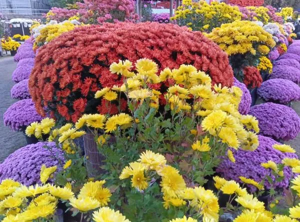 笠間菊花祭
