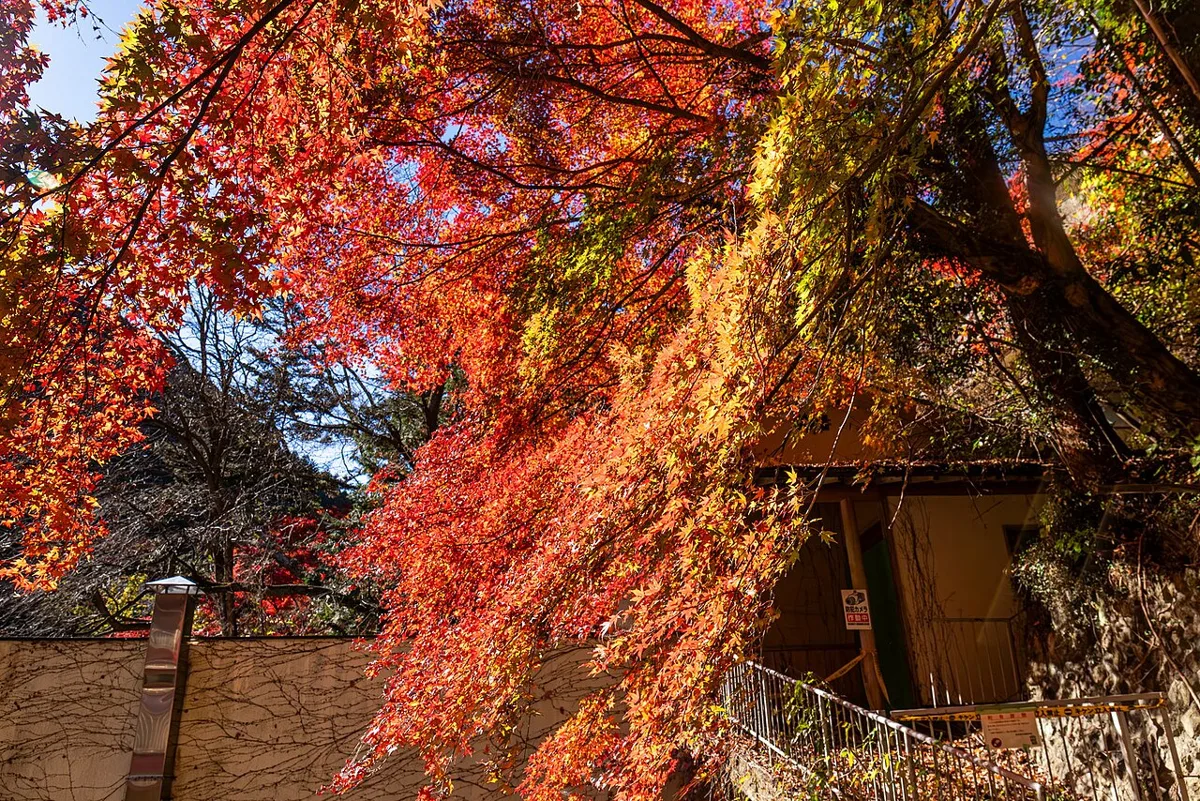 鳩ノ巣渓谷の紅葉