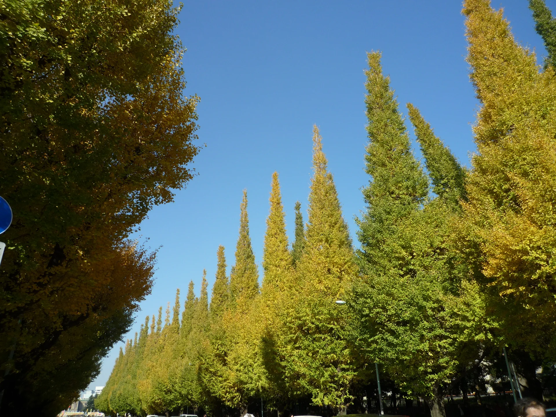 明治神宮外苑の紅葉