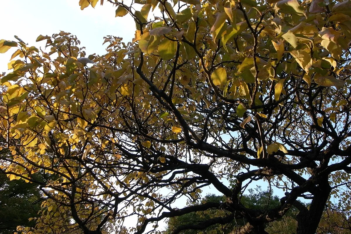 Mukojima Hyakkaen Garden