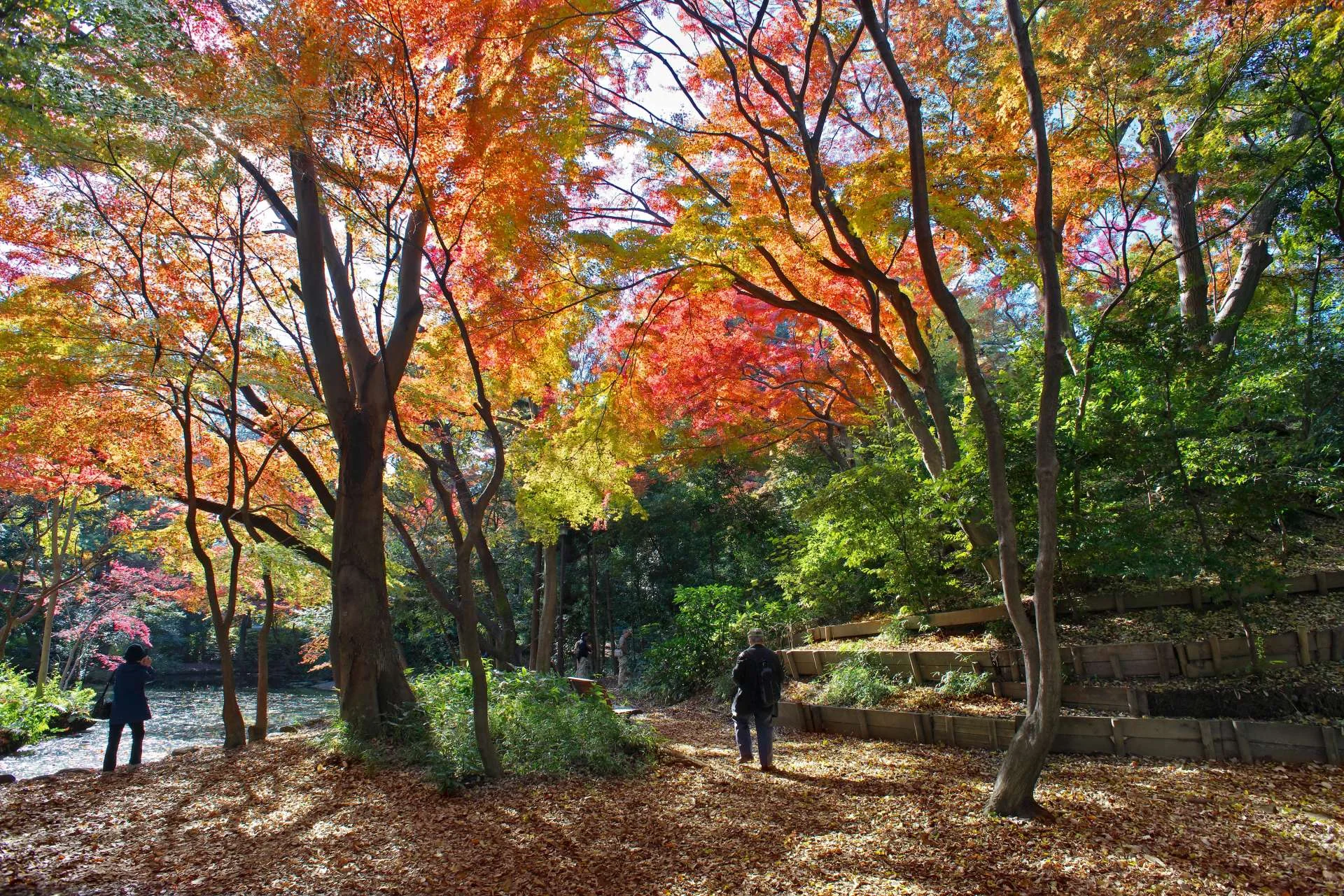 石神井公園の紅葉