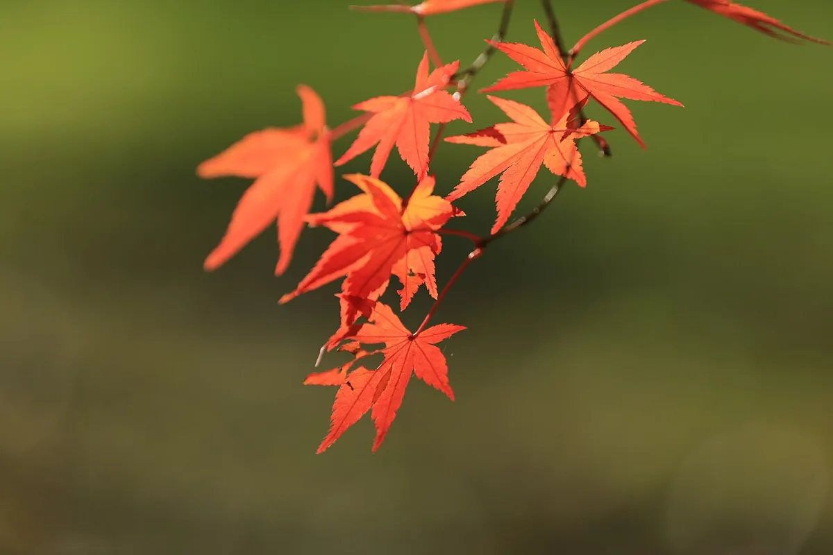 殿之谷戶庭園