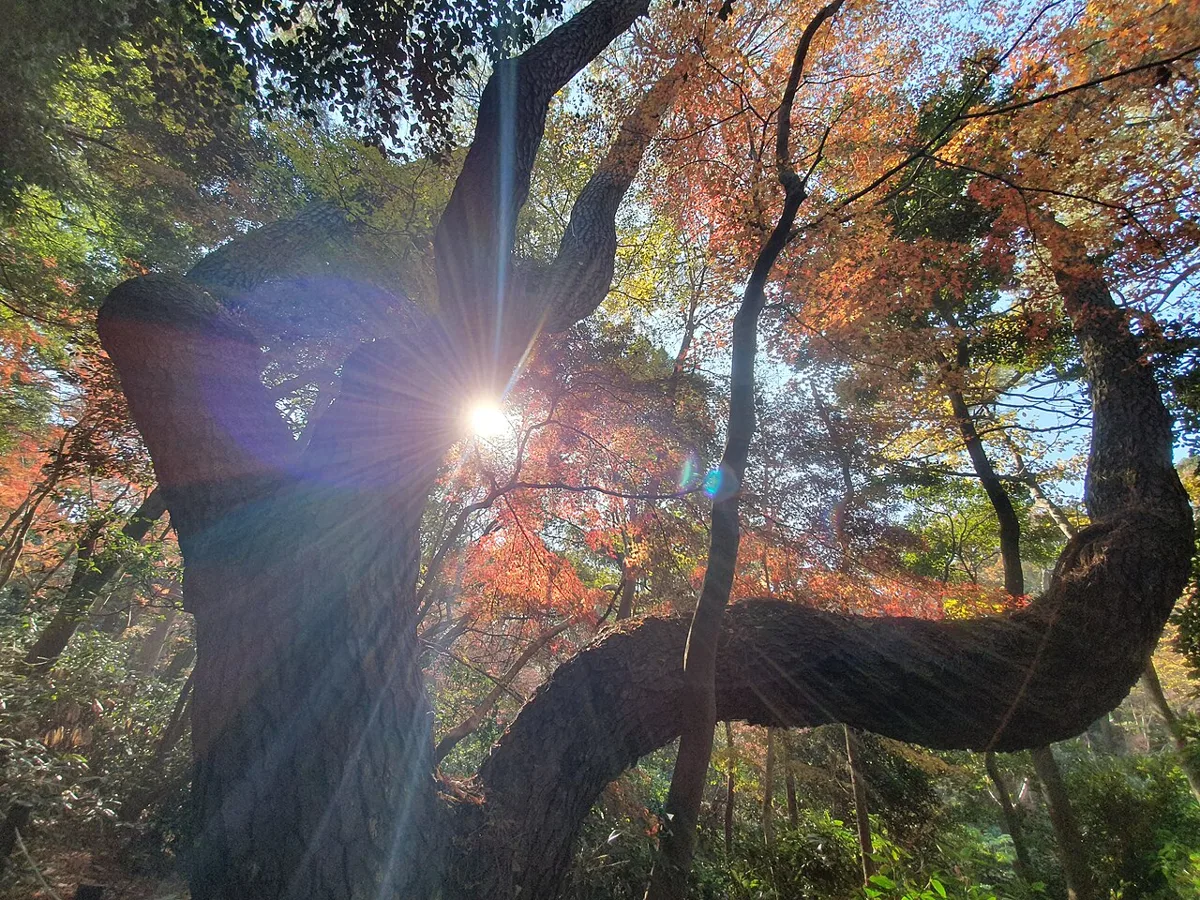 国立科学博物館附属自然教育園の紅葉