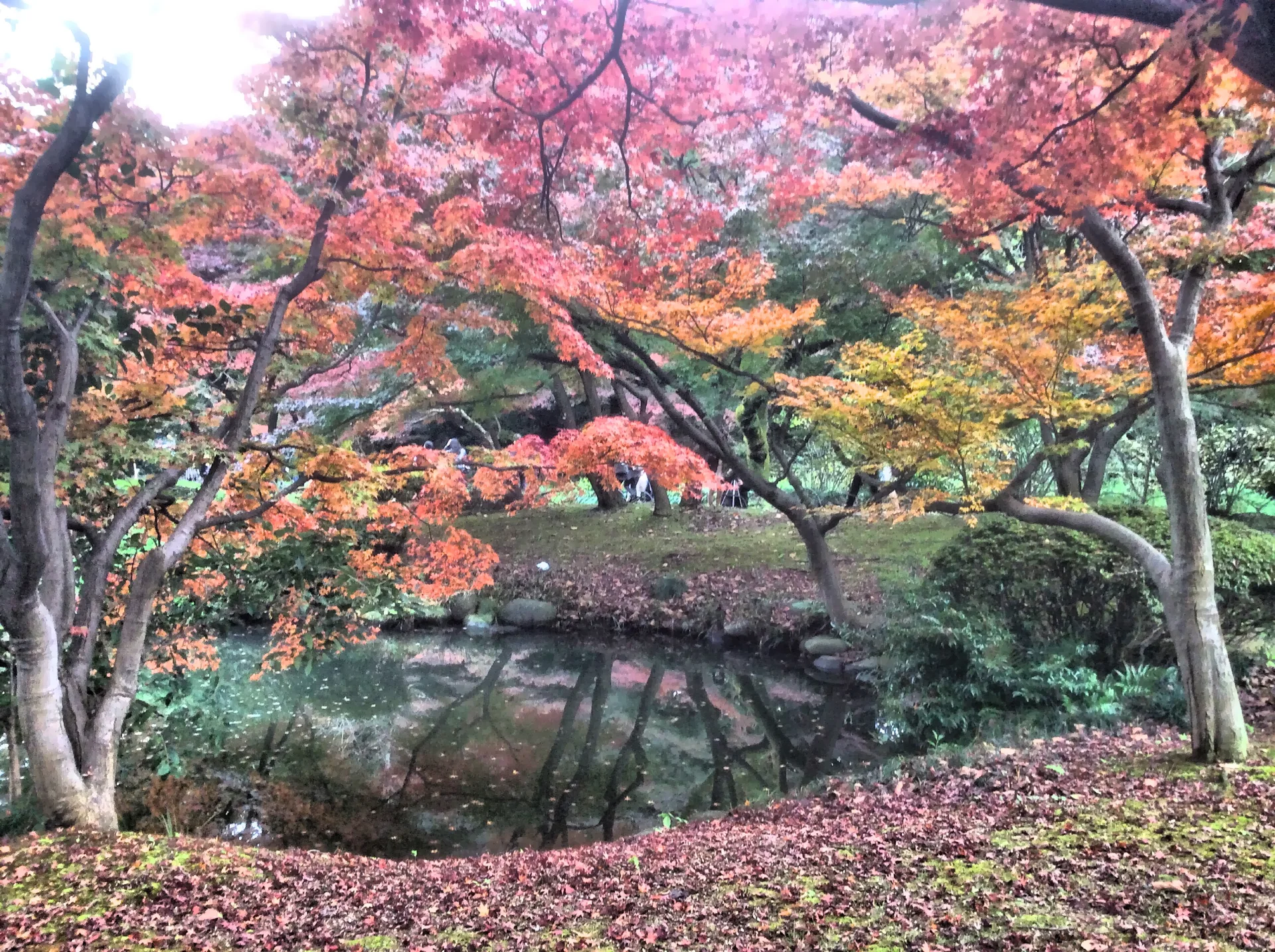 Shinjuku Gyoen
