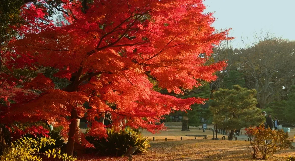 六義園の紅葉