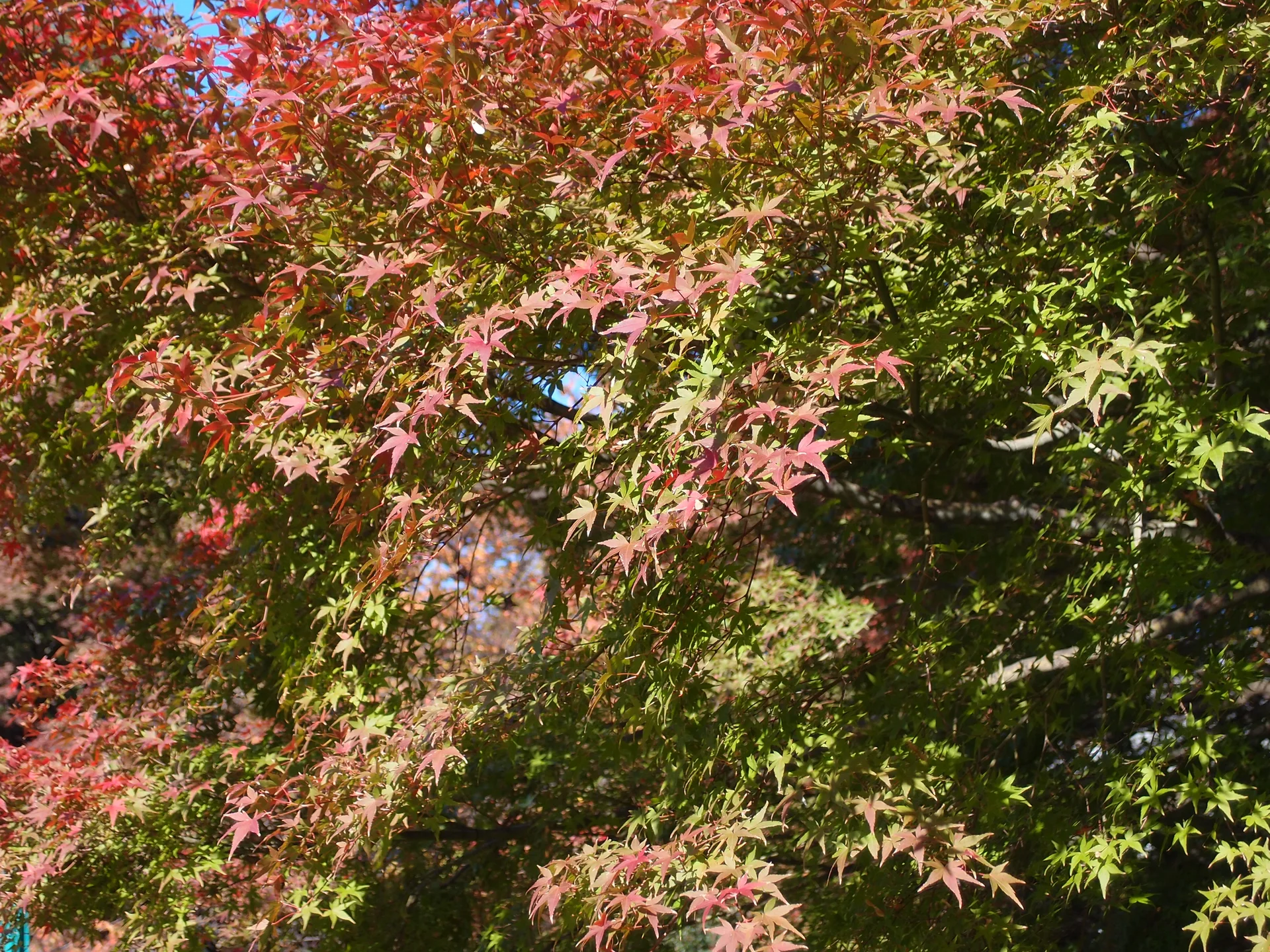 舊岩崎邸庭園