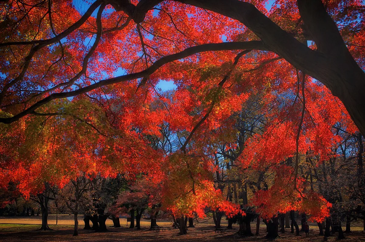 砧公園の紅葉