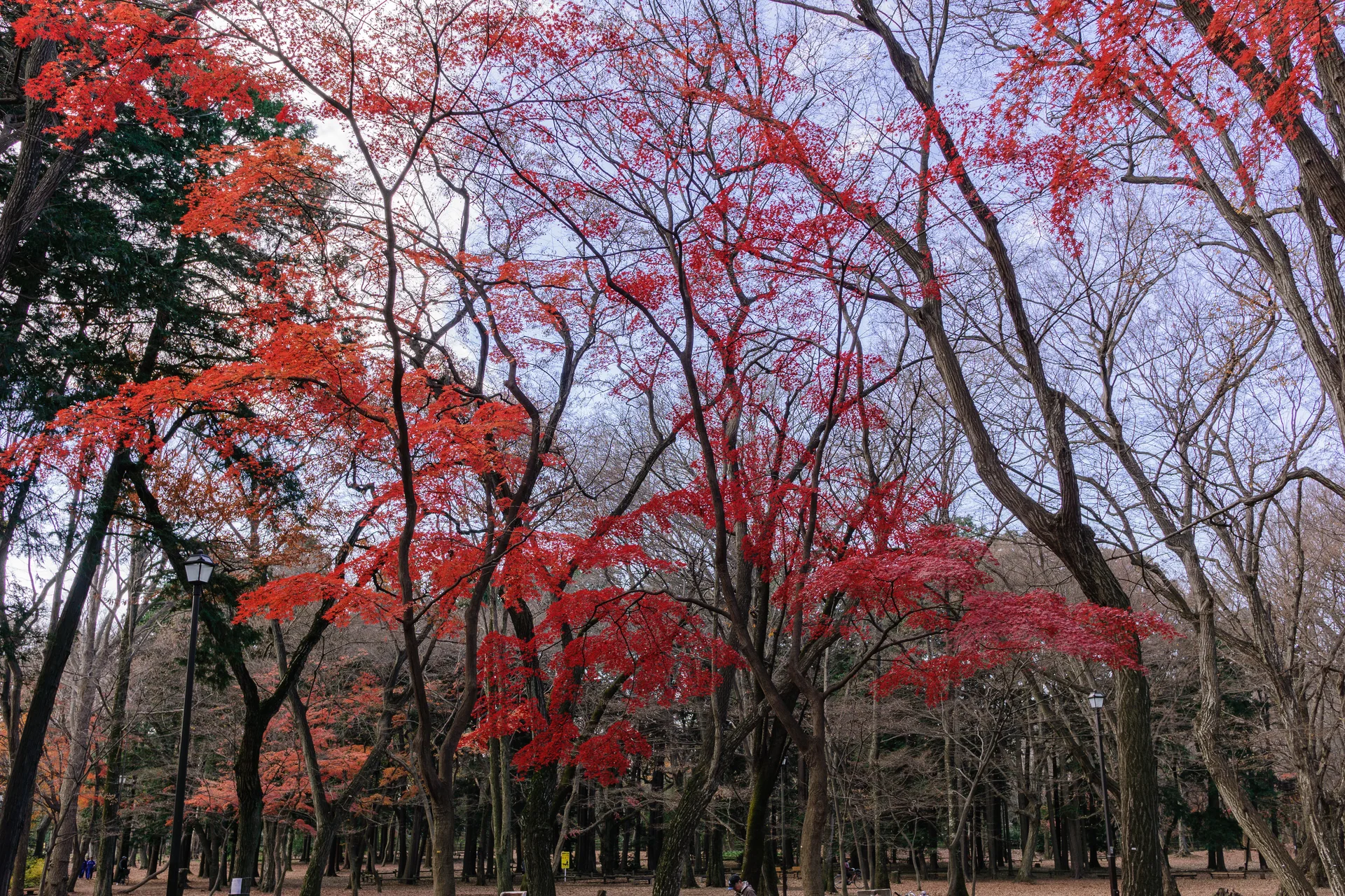 Inokashira Onshi Park