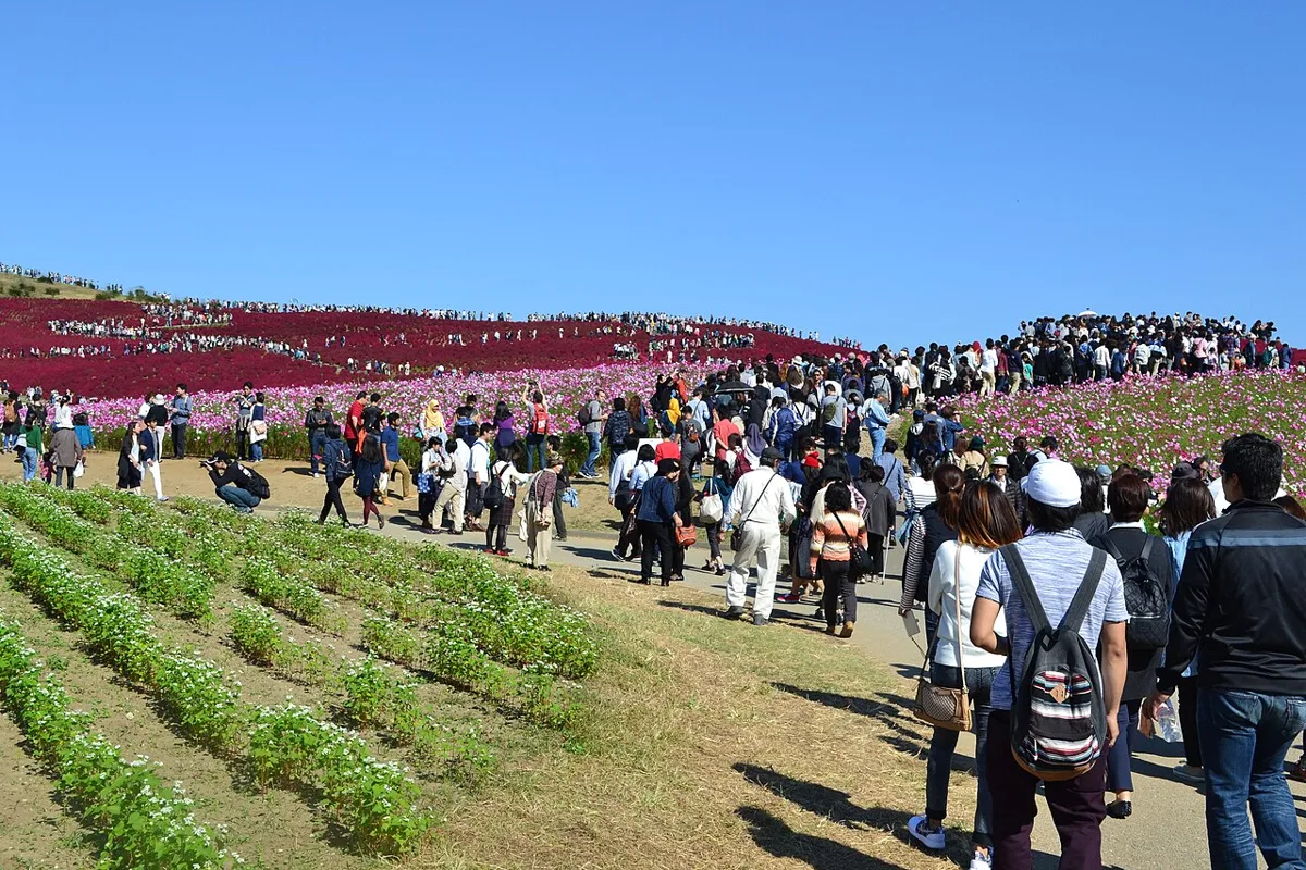 国営ひたち海浜公園 みはらしの丘のコキアの紅葉