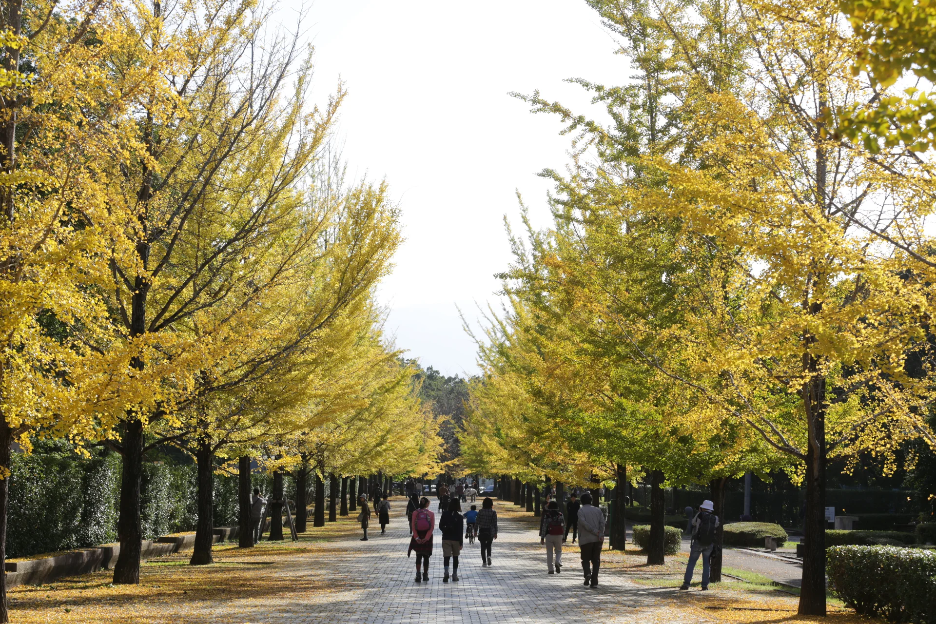 Chichibu Muse Park