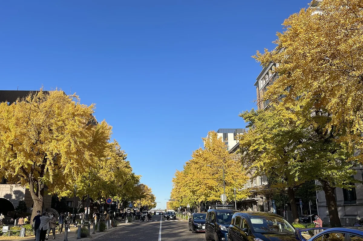 日本大通りの紅葉
