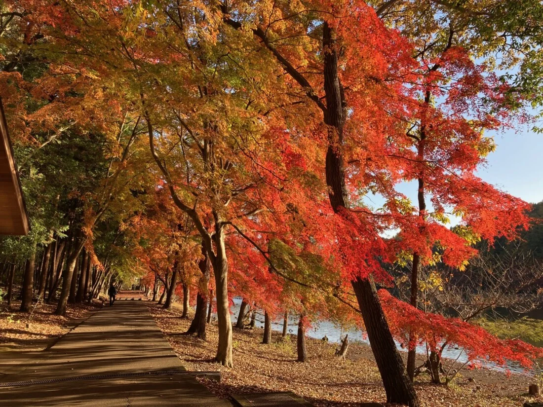 井頭公園の紅葉
