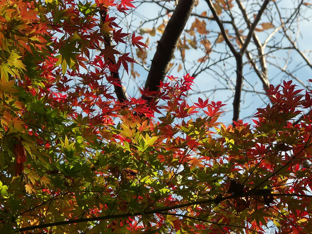 神奈川縣立東高根森林公園