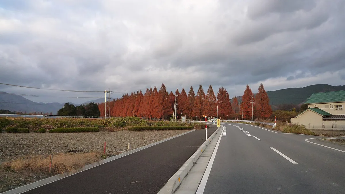 神奈川県立相模原公園 メタセコイア並木の紅葉