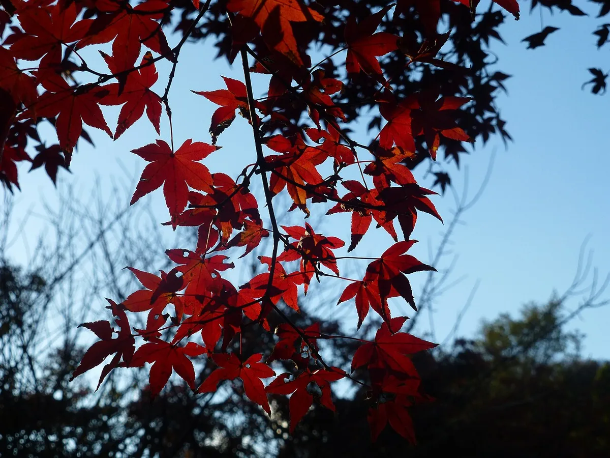 鎌倉宮の紅葉