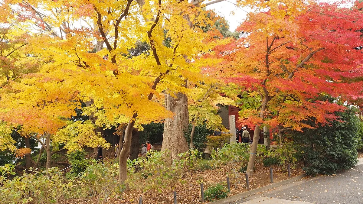 本土寺の紅葉