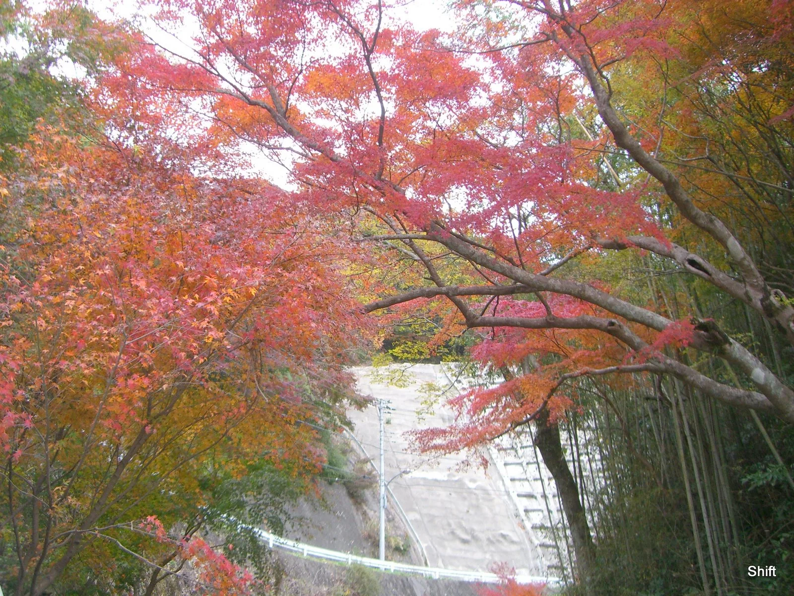 もみじロードの紅葉