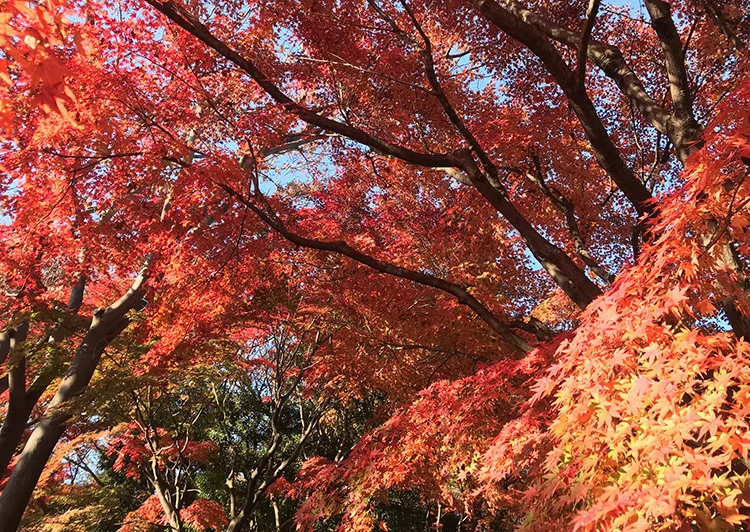 大井埠頭中央海濱公園