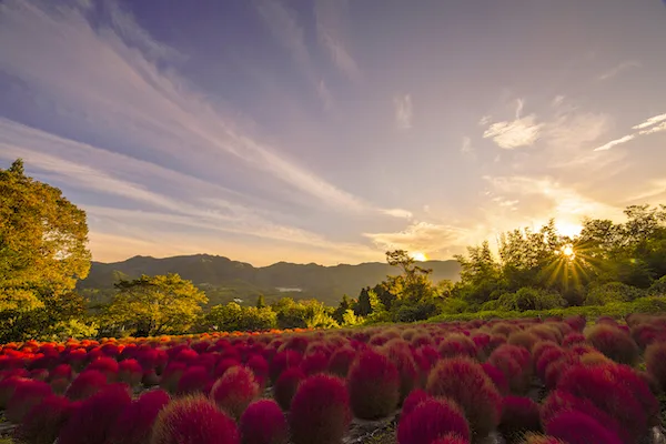 伊賀野の花畑　ホウキ草の紅葉