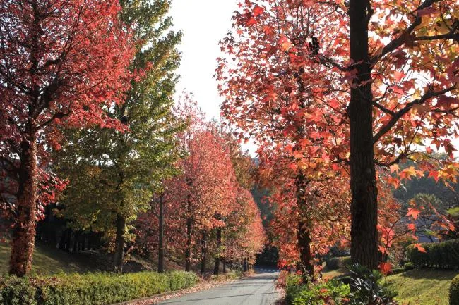 若宮公園・森林之里的街道紅葉