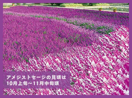 Purple & Rose Garden
