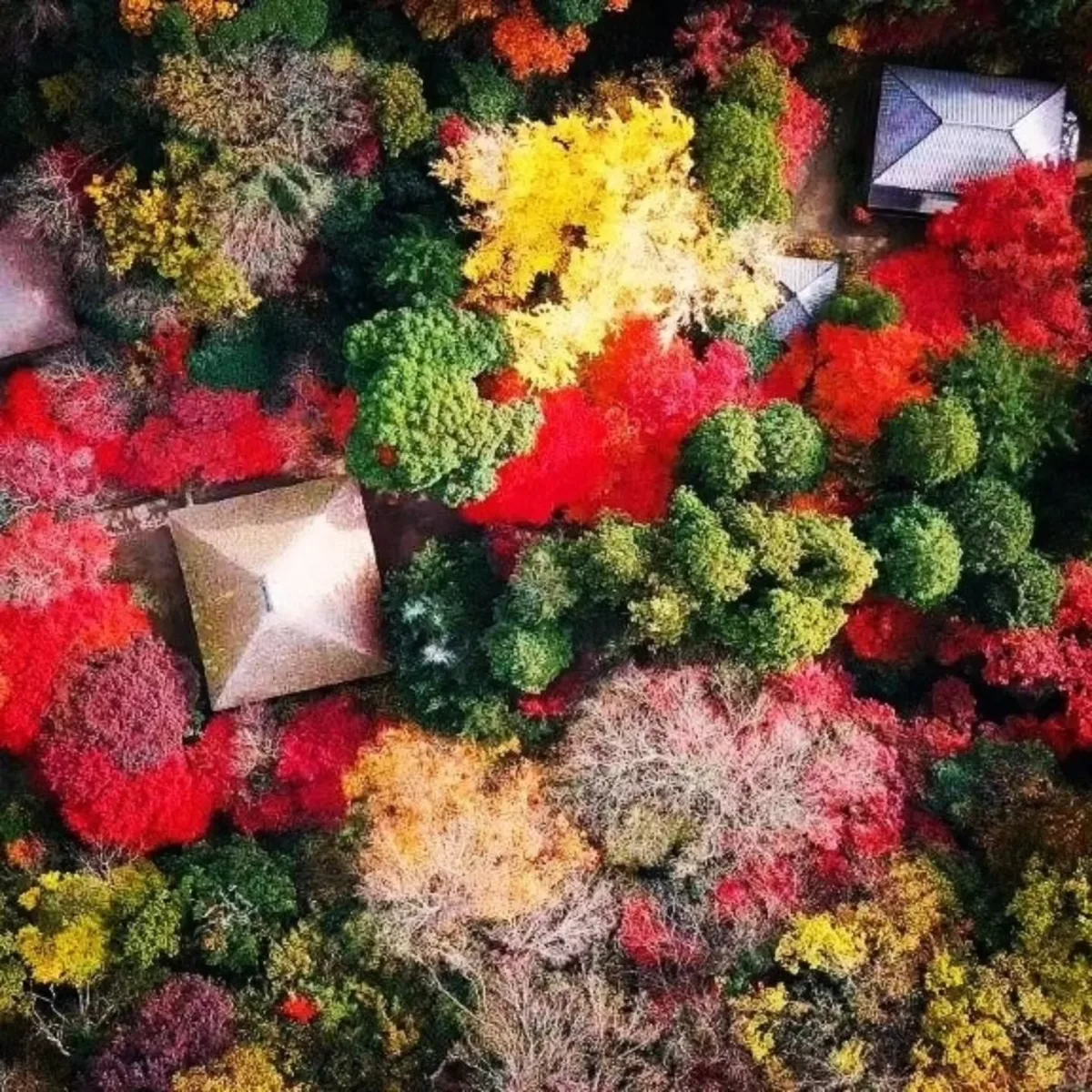 紅葉特別参拝（覚園寺）