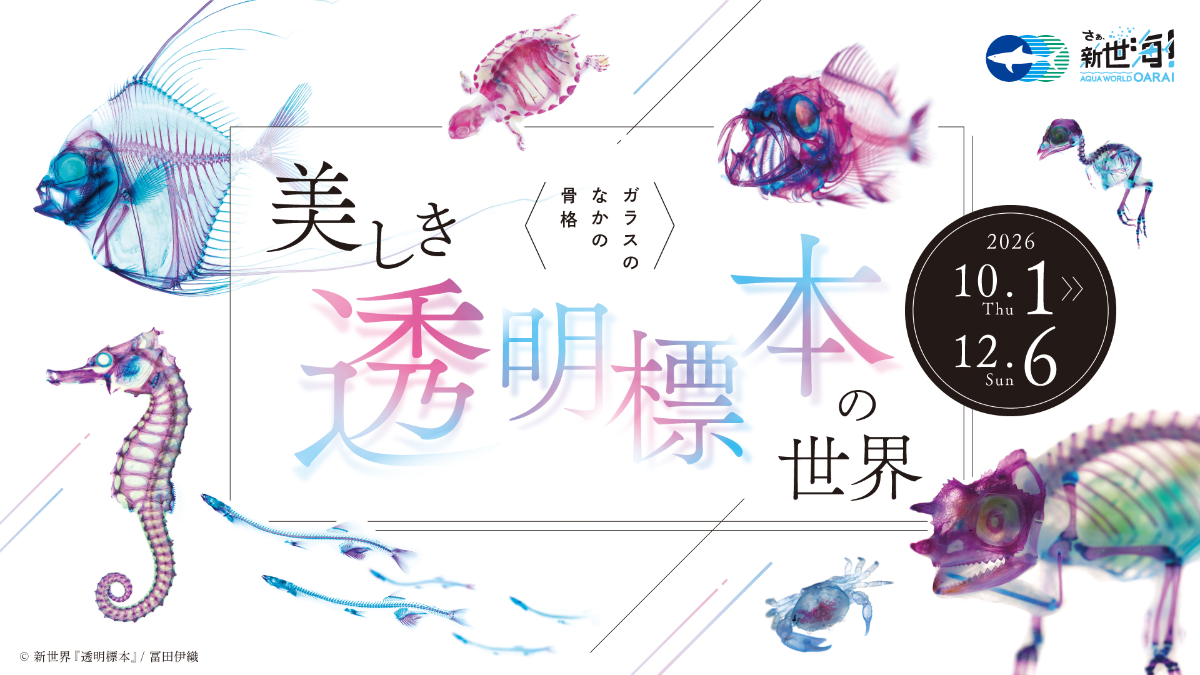〈玻璃中的骨骼〉美麗透明標本的世界
