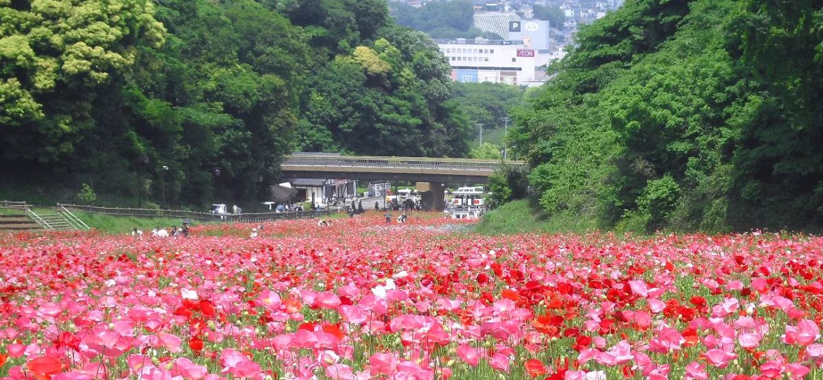 くりはま花の国　コスモスまつり