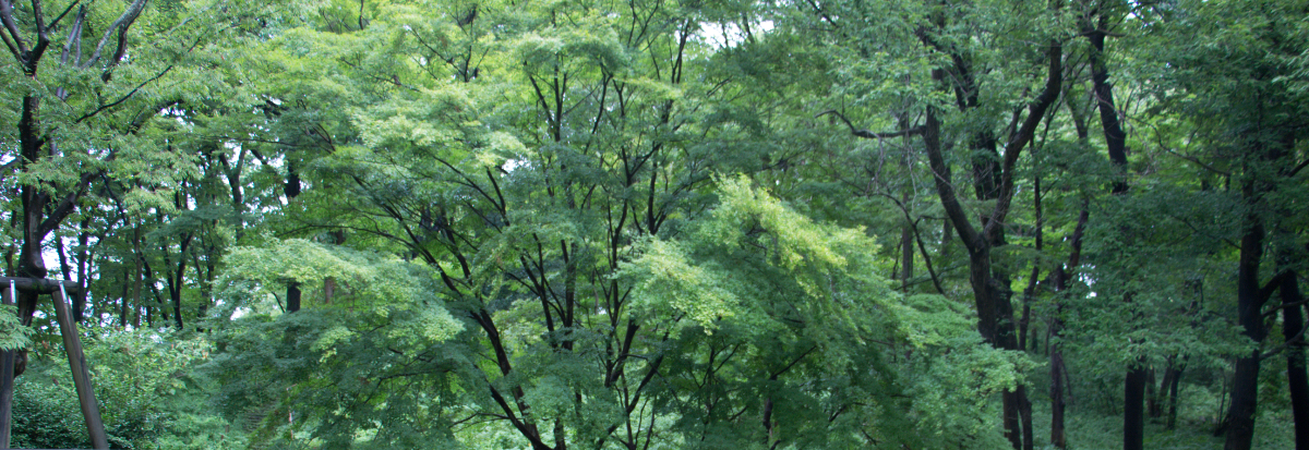 Forest is Alive Festival 2026 Machida