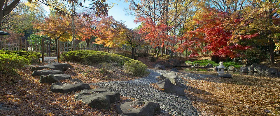 府中の森公園の紅葉