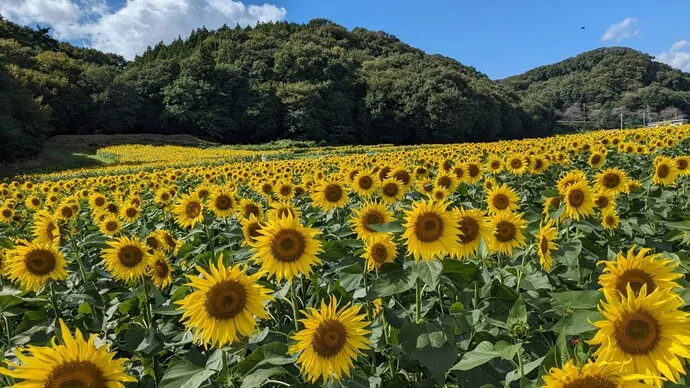 笠懸町吹上地區 向日葵花田