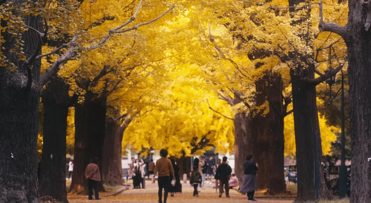 東京大學 銀杏大道