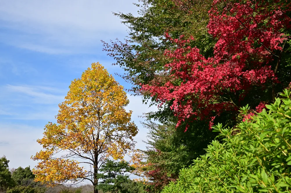 あつぎつつじの丘公園の紅葉
