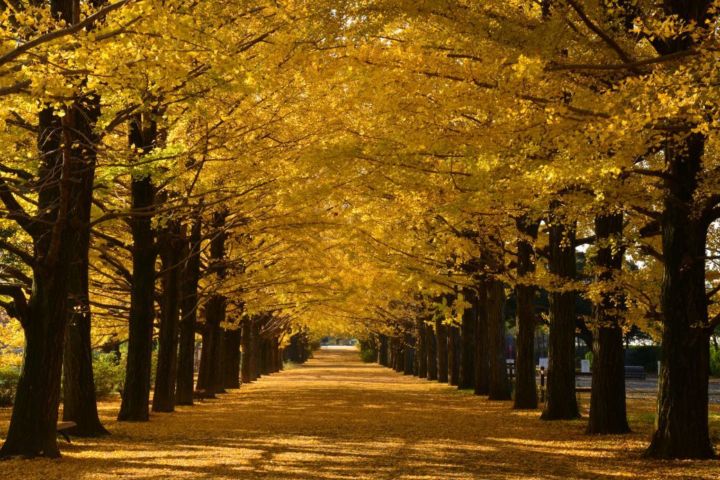 Showa Memorial National Government Park Toyohiko Seto Photography Exhibition "Tokyo Autumn Scenery"