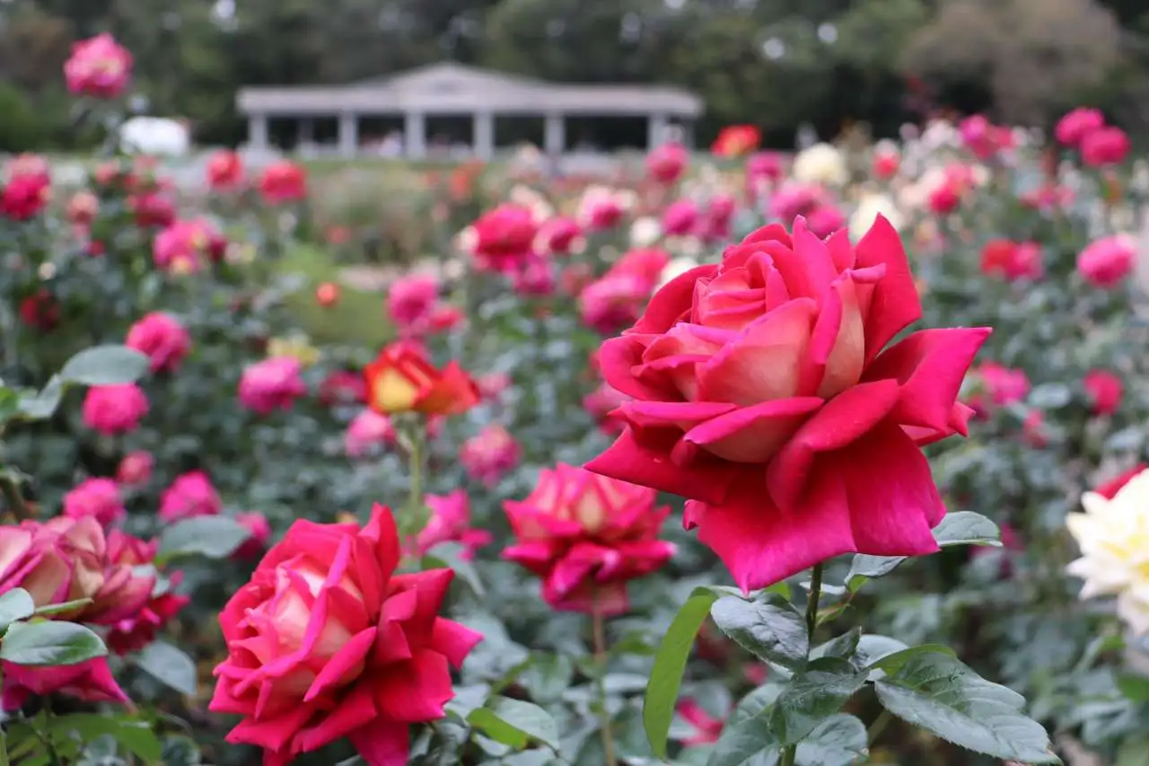 Autumn Rose Festa