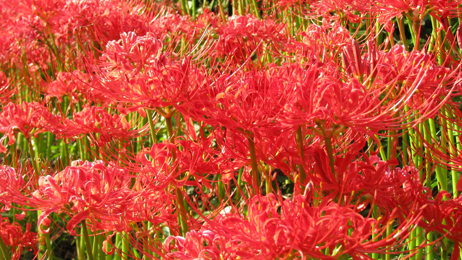 Peak Season for Red Spider Lily at Kyodo no Mori